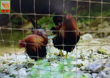 Плетение птицы прозрачной пластмассы, пластиковое плетение птицы, ячеистая сеть мелкоячеистой сетки ограждая, сеть цыпленка Таиланда